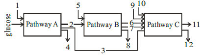 Respiration in Plants mcq question image
